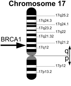The position of BRCA1 on Chromosome 17