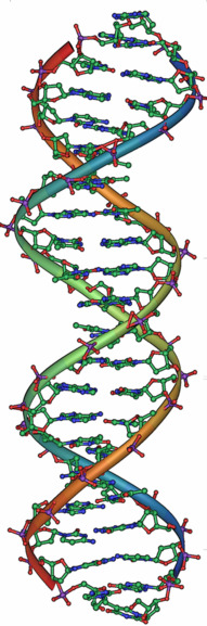 DNA double helix